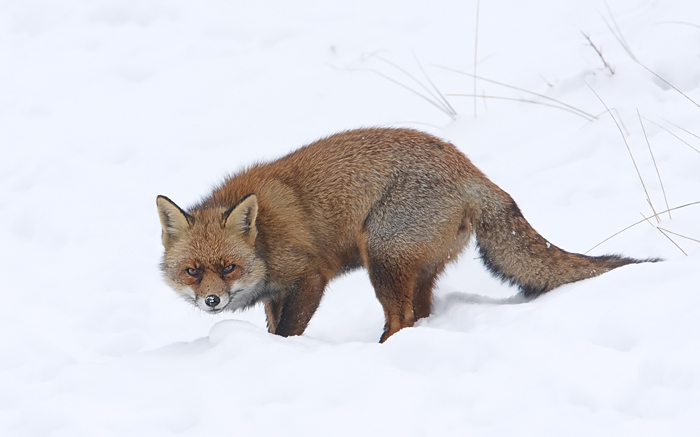 rekel in de sneeuw.jpg